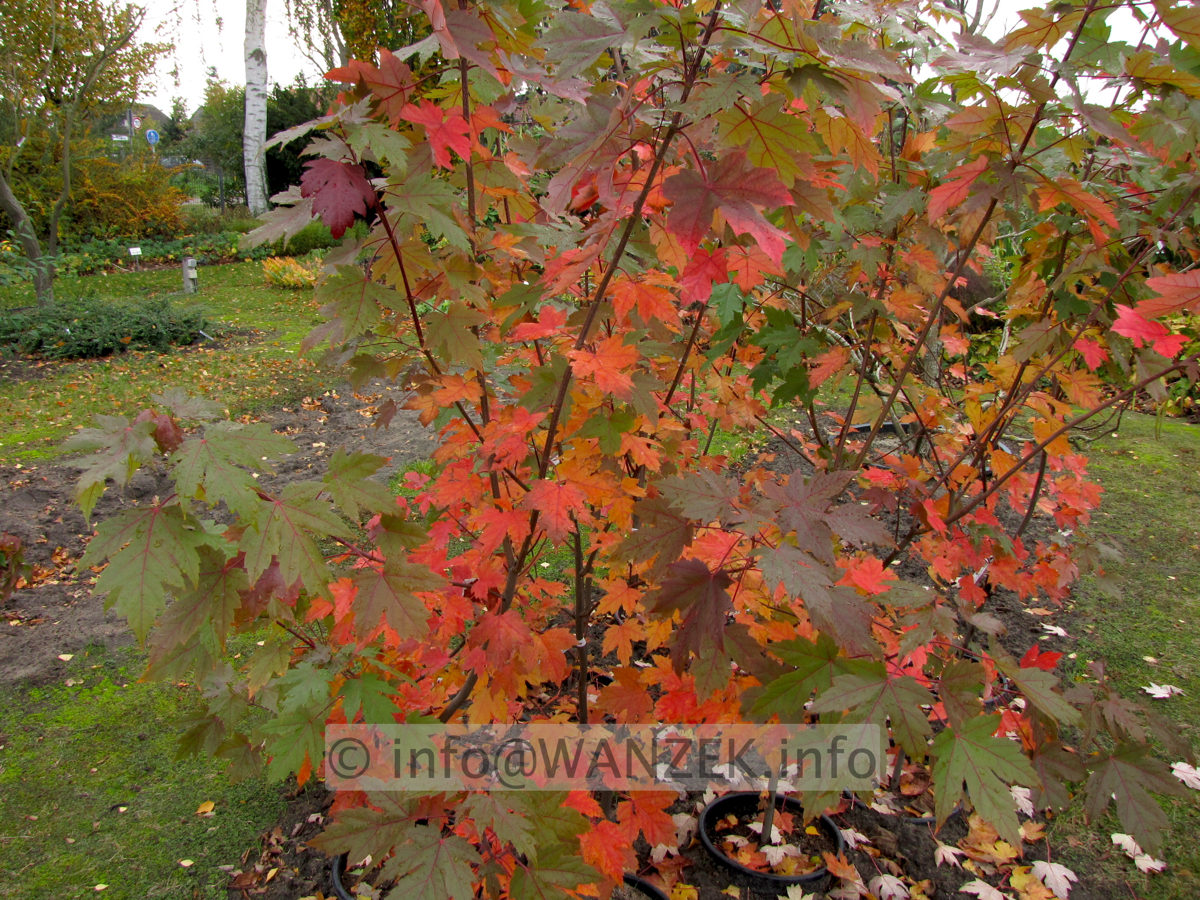 Acer rubrum Jeffersred 01.JPG